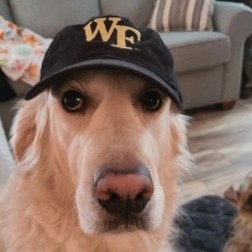 Golden retriever wearing Wake Forest hat